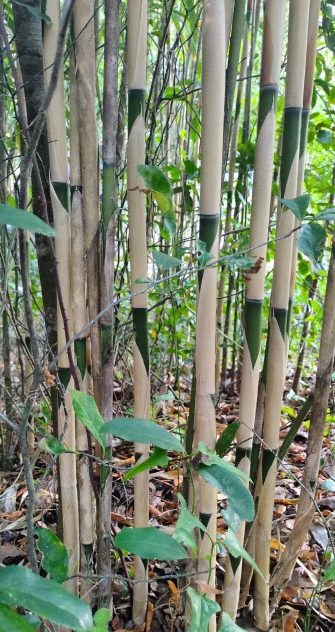 3 Pieces Tonkin Cane Bamboo Tea Stick Live Plant Set, Pseudosasa Amabilis Rhizome Roots, 10-Inch Bamboo Plants for Gardening