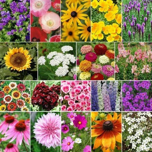Wildflower Seeds Pack - 500 Non-GMO Heirloom Fall Bloomers with 19 Flower Species for Pollinator Gardens