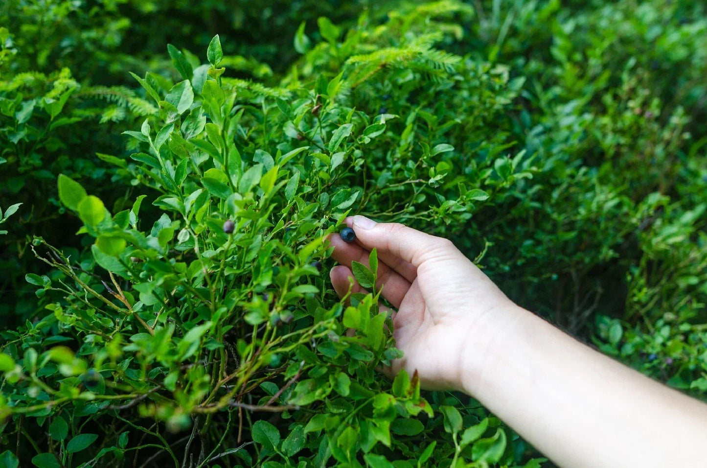 Evergreen Huckleberry Seeds - Vaccinium ovatum - Edible Berry Plant for Garden, Landscaping, and Edible Gardens - 50+ Seeds