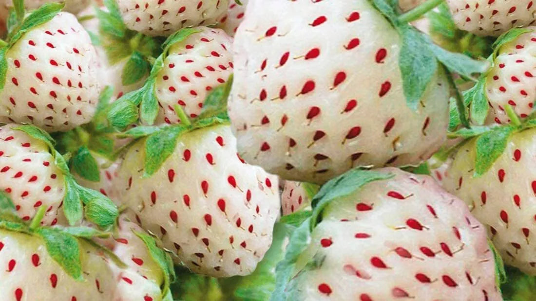 White Strawberry Seeds - 200+ Seeds - White Pineberry - Fragaria × ananassa - Non-GMO, Made in USA