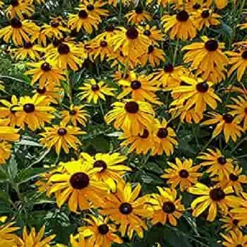 Ozark Gold Coneflower Seeds - 50 Pack - Echinacea purpurea Perennial Flowers for Borders, Wildflower Gardens & Pollinator Attracting