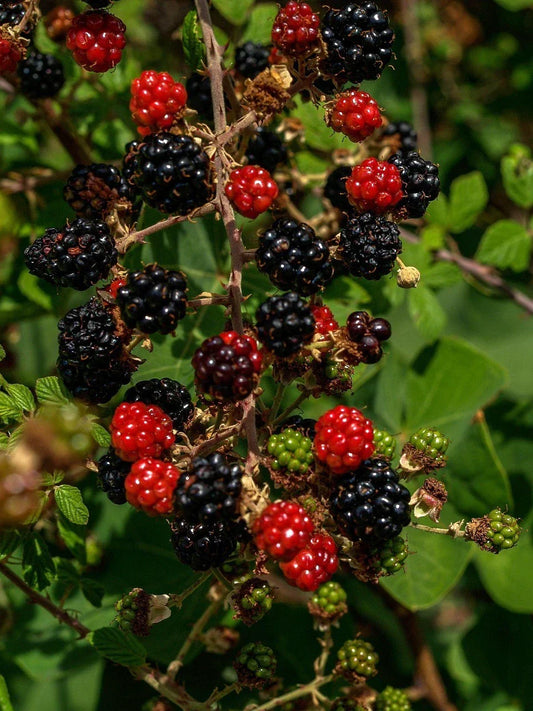 Organic Thornless Blackberry Cuttings, 6-inch Un-Rooted, Rubus fruticosus, 4 Pack for Garden, Fruit, Berry Plant