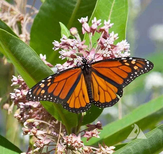 Milkweed Seeds - 50 Perennial Asclepias Pink Host Plant for Monarch Butterflies - Attract Pollinators, Easy to Grow