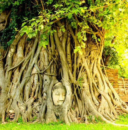 Ficus Religiosa Seeds – Sacred Fig, Buddha Peepal, Meditation Tree, Over 80 High-Quality Seeds for Spiritual and Ecological Gardening