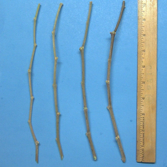 Jujube Tree Cuttings 10" Wild Rootstock for Taiwan, Thai, Indian Varieties Ziziphus jujuba Planting Material