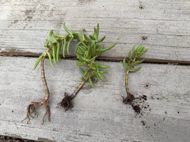 Pine Tree Succulent Cuttings 3-Pack with Roots – Cactus Variety for Home Decor & Plant Lovers