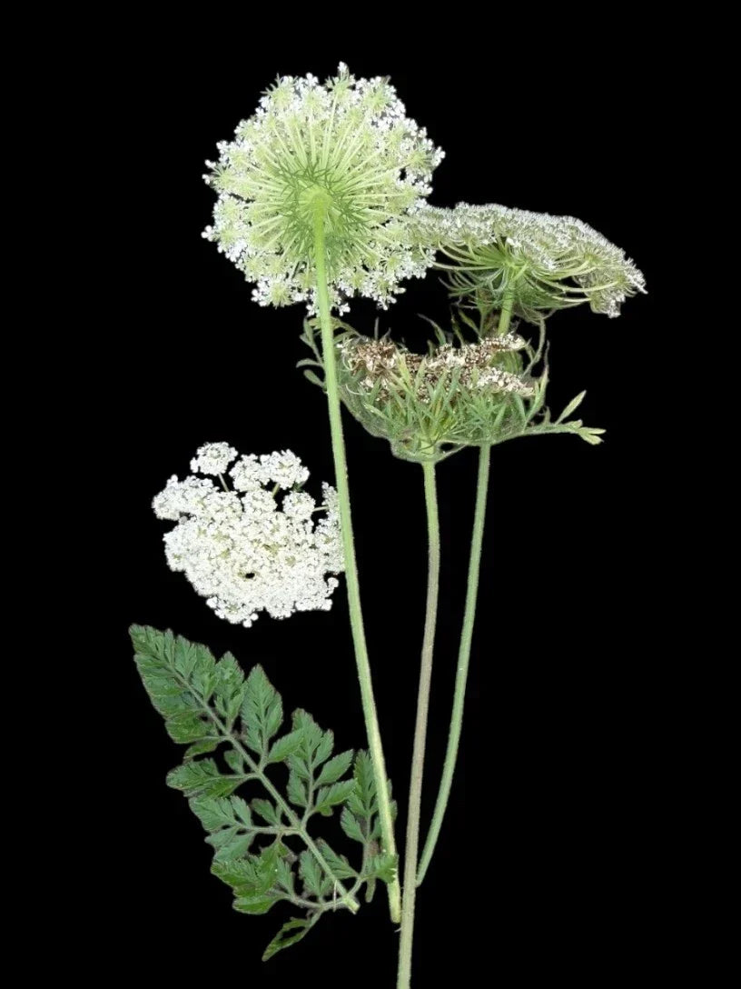 Queen Anne's Lace Seeds - Organic Wild Carrot Daucus carota - Non-GMO, 100+ Seeds for Wildflower Gardens & Pollinator Attracting