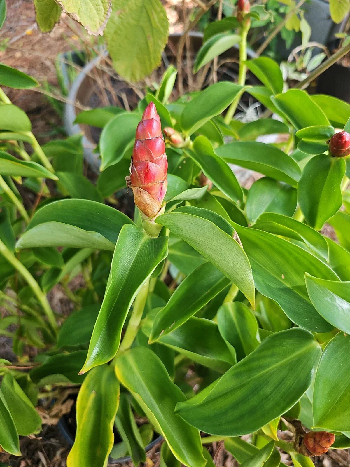 Spiral Red Button Ginger Plant Rooted Live Tropical Flora 10-12" Costus woodsonii Indoor Outdoor Garden