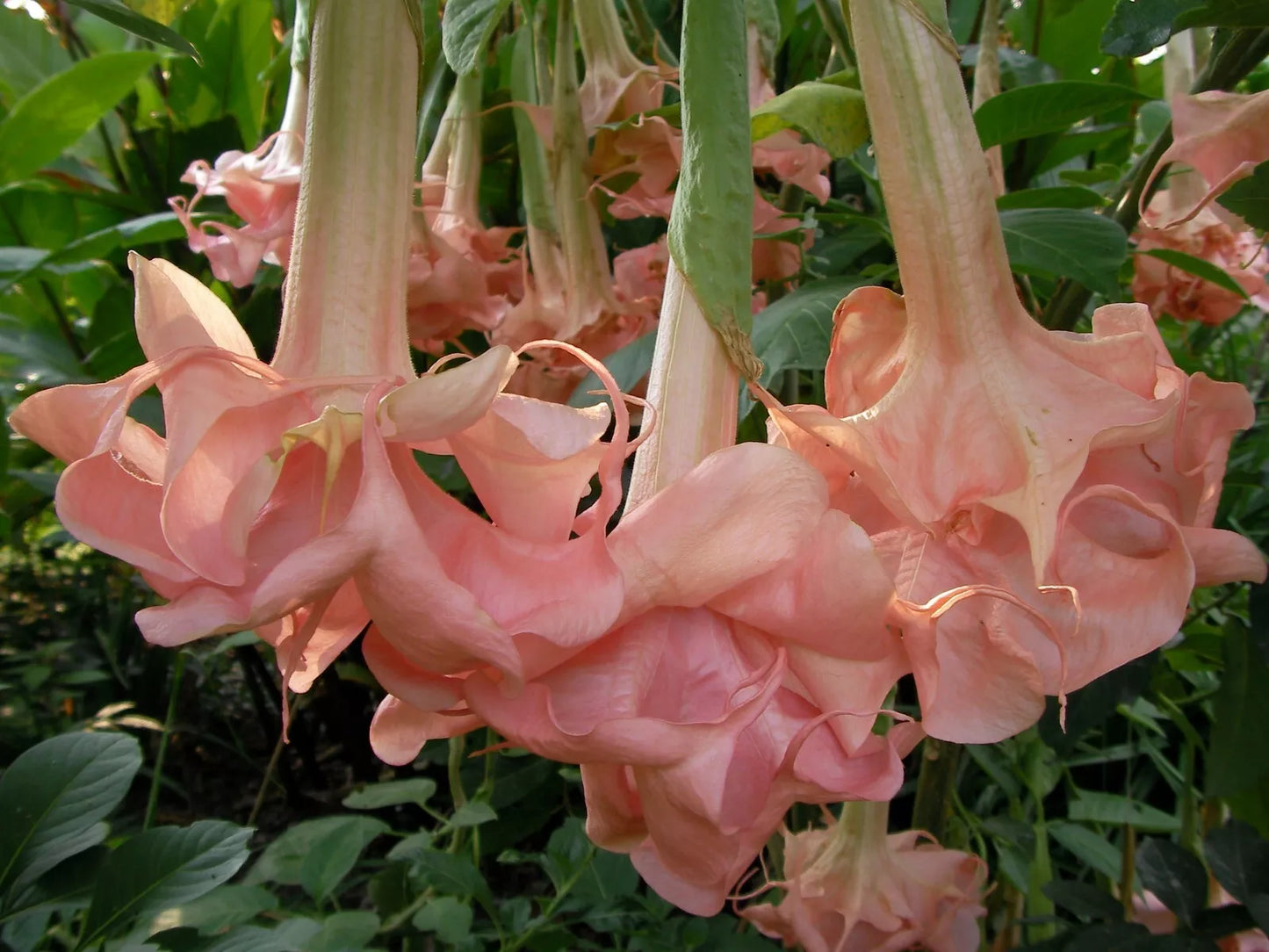 Evelyn Rose Angel Trumpet Seeds - Pink Brugmansia Seeds for Garden, Patio & Indoor Plants - 10 Non-GMO Seeds