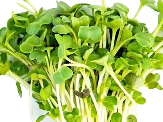 Minowase Daikon Radish Microgreen Seeds – Non-GMO Raphanus sativus for Sprouts, Salad Garnishes, Indoor & Outdoor Gardening