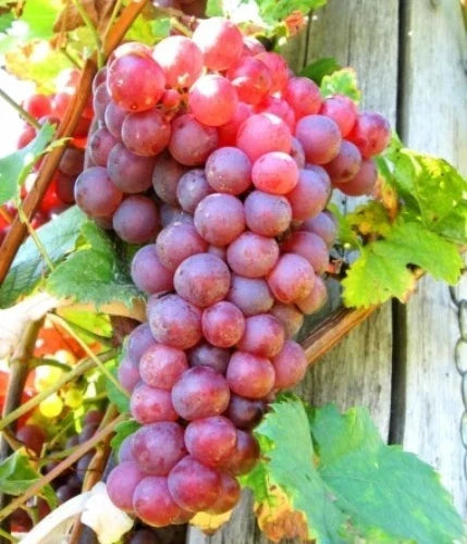 Live Seedless Red Reliance Grape Vine Plant – 1-2 Year Old Vitis labrusca, Well Rooted, Fruit-Bearing for Home Garden or Vineyard