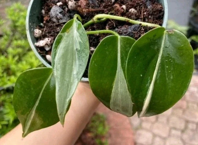 Philodendron RIO Cuttings 3-Pack with Care Guide | Heart-Shaped Leaves | Philodendron hederaceum Indoor Plant