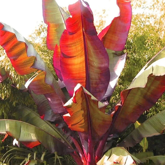 Live Red Banana Plant – Rooted Ensete Maurelii – Tropical Indoor or Outdoor Foliage Plant – 6–8 Inches Tall