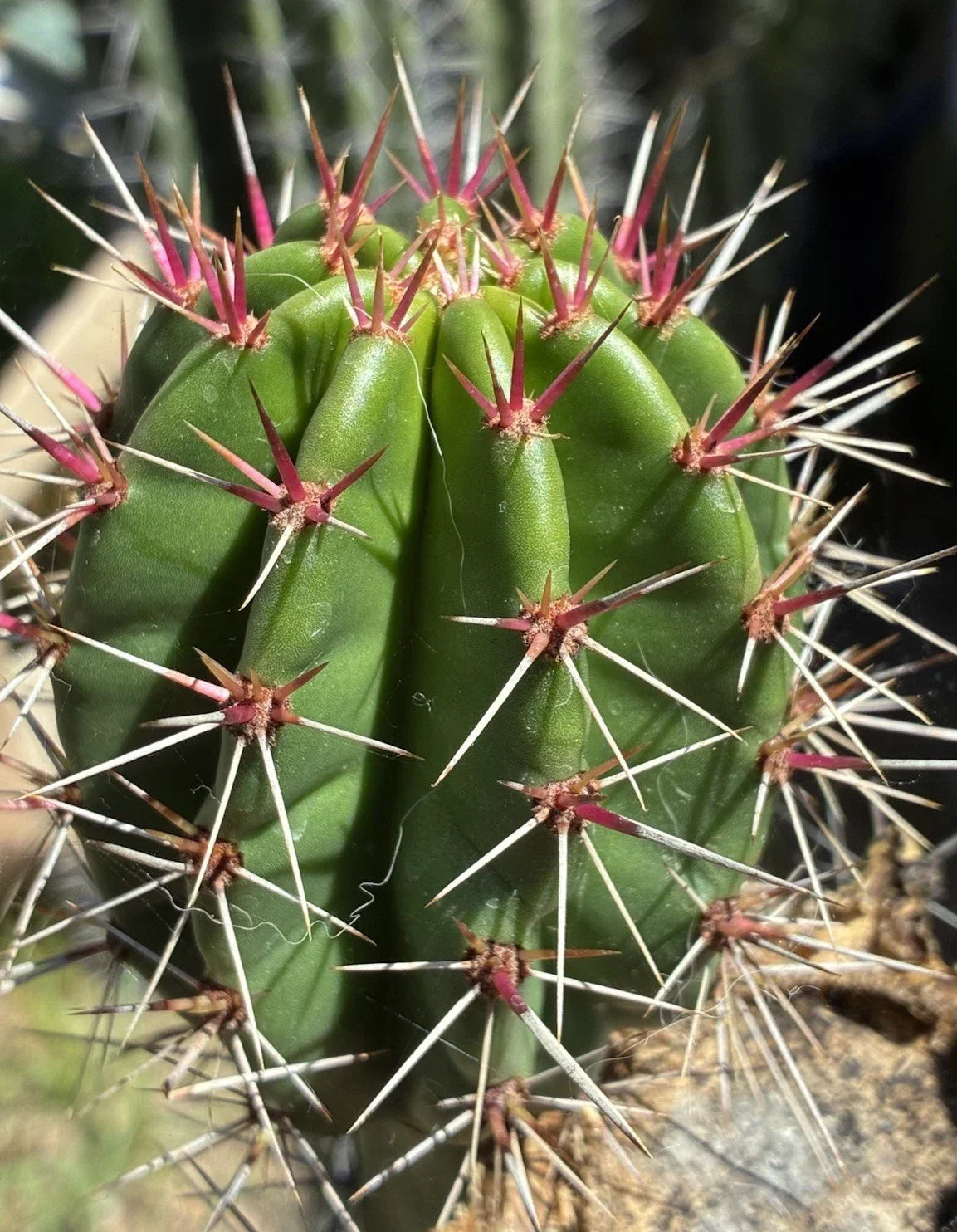 Stenocereus Queretaroensis Cutting - Live Succulent Plant, Pitaya Cactus, Easy Care, Unique Succulent for Garden or Indoor Collection