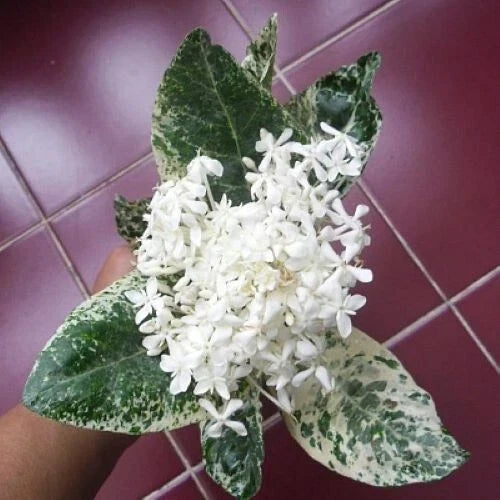 Thai Snow Ixora Rooted Starter Plant with Variegated White Flowers, Ixora 'Thai Snow' Indoor & Garden Decoration