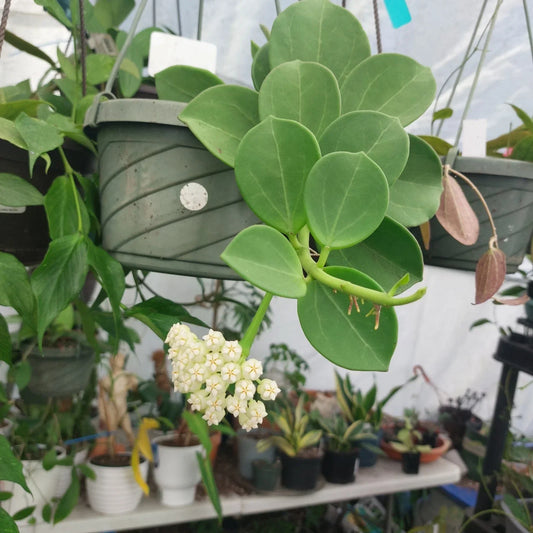 Hoya Pachyclada Plant in 3" Pot | Rare Exotic Indoor Houseplant | Climbing Hoya with Waxy Leaves