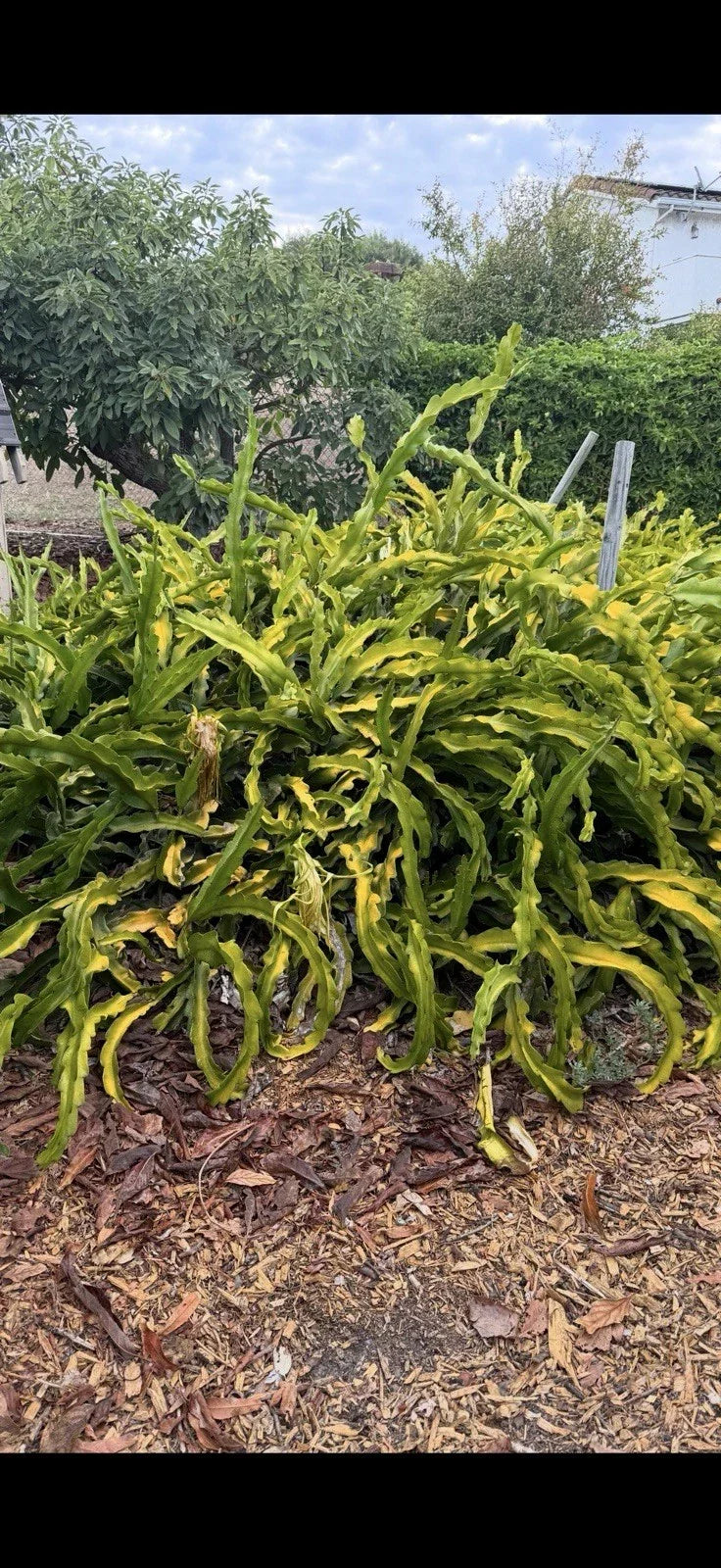 Dragon Fruit Cuttings 4 Pack USA Grown Hylocereus undatus No Roots Tropical Fruit Planting Supplies