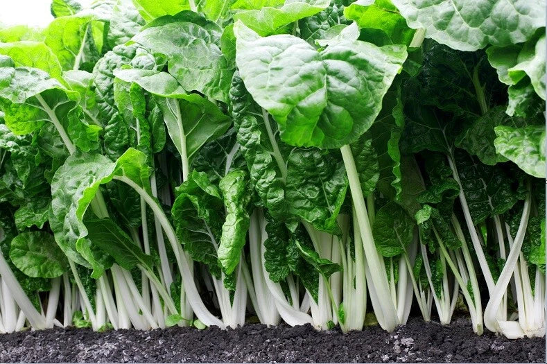 Fordhook Giant Swiss Chard Seeds - Heirloom Beta vulgaris var. cicla, Heat Tolerant Salad Greens, Pack of 35-125 Seeds