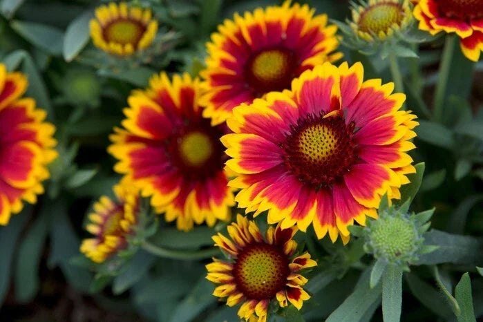 Gaillardia Daisy Seeds - 200+ Pack, Vibrant Color Mix, Gaillardia pulchella, Wildflower, Garden, Pollinator Attractant