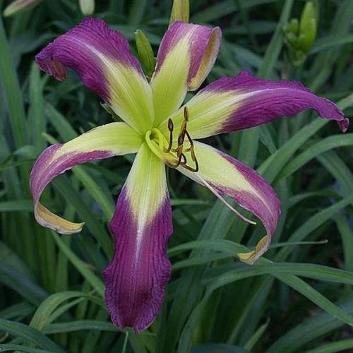 Daylily Live Plant – 11.5" Spider Bloom – Phantom Warrior Hemerocallis – Ornamental Garden Flower for Landscaping