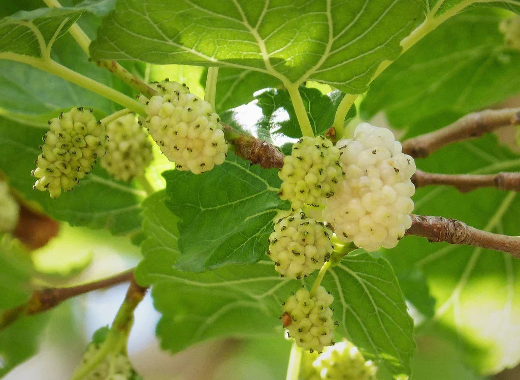 White Mulberry Seeds 50 Count Morus alba Organic Fruit Tree Seeds for Home Gardening and Landscaping