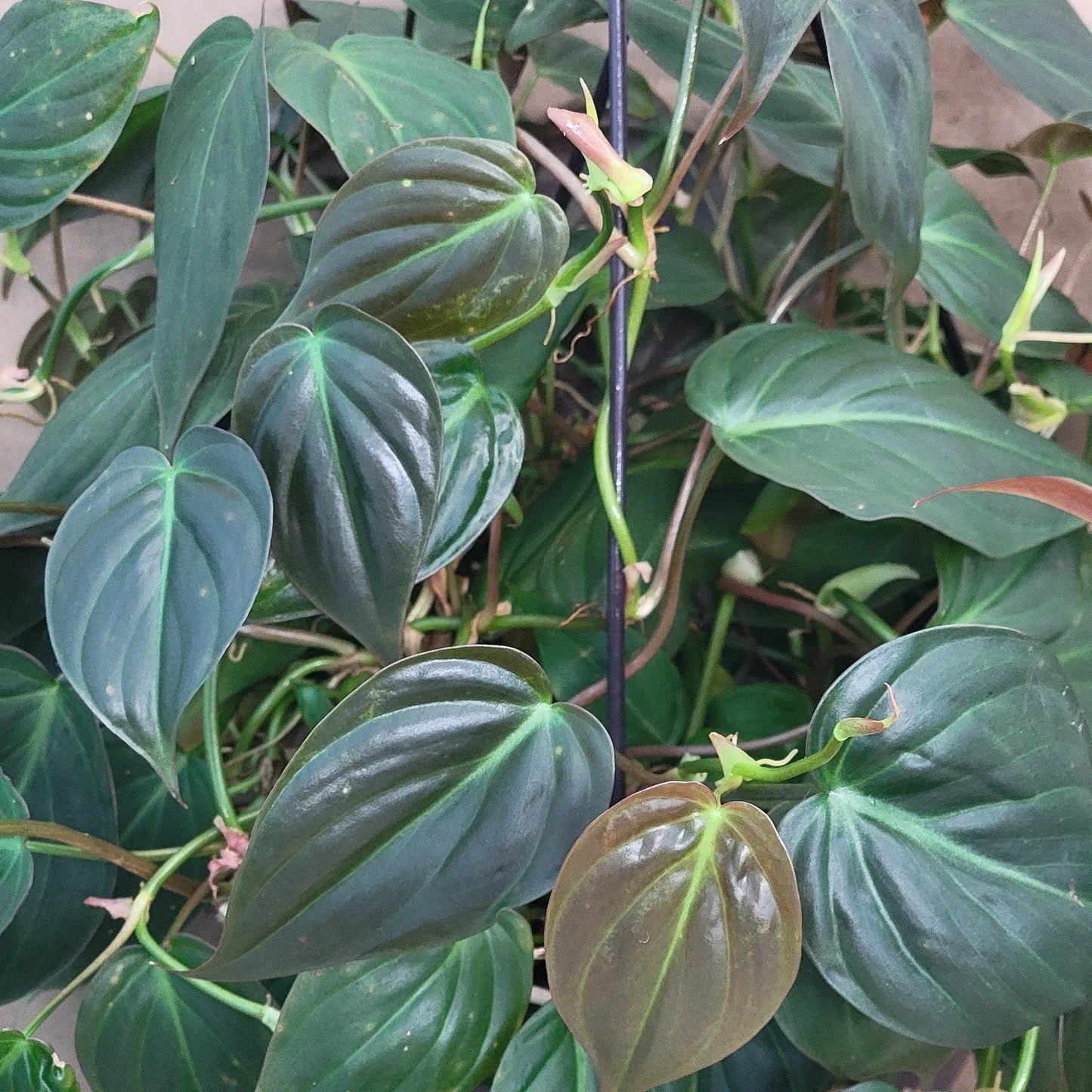 Philodendron Micans Indoor Houseplant – 6" Pot – Velvet Green Vining Plant – Easy Care Tropical Foliage
