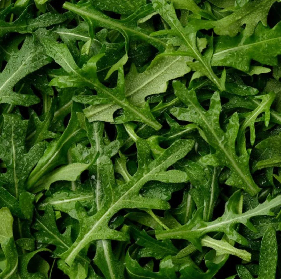 Arugula Seeds 3,000 Count | Non-GMO Heirloom | Easy to Grow for Salads & Cooking | Eruca sativa Seed Pack