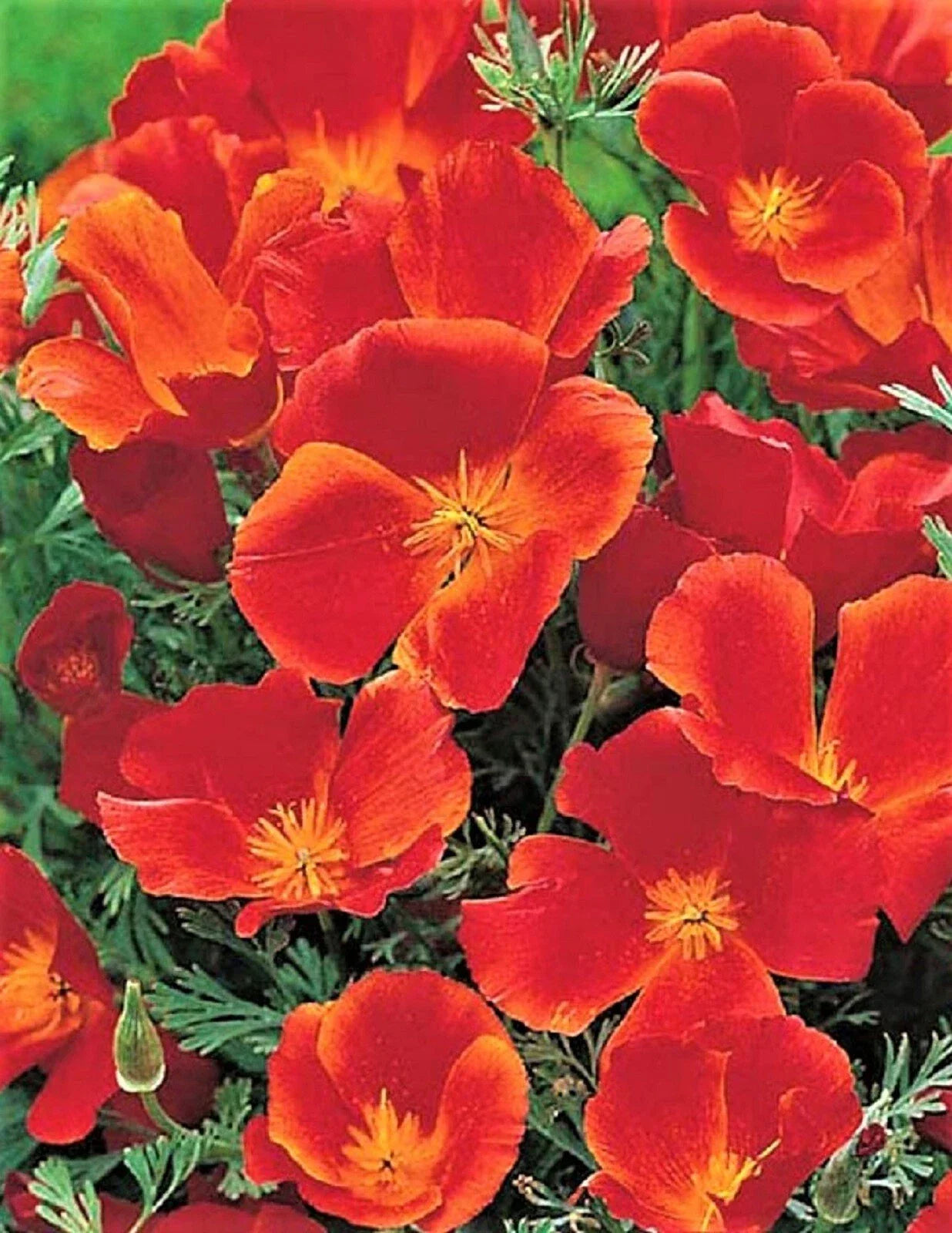 California Poppy Seeds Red Chief - Eschscholzia californica - 200 Seeds for Gardens & Landscapes