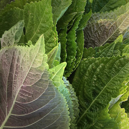 Korean Perilla Seeds | Organic Non-GMO Perilla frutescens Herb for Culinary & Gardening | Kkaennip, Gaennip, Shiso, Mint Basil