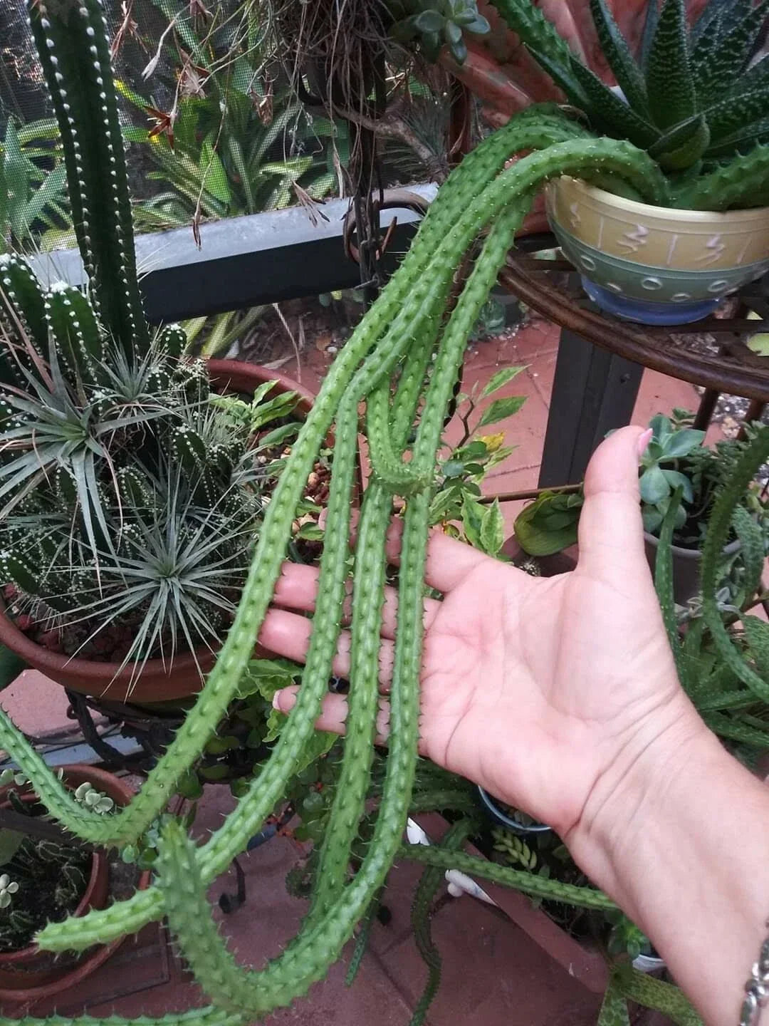 Red Dragon Stapelia Succulent Plants – 3 Rooted Pieces with Star-Shaped Flowers – Stapelia gigantea – Drought-Tolerant Indoor or Outdoor Succulent