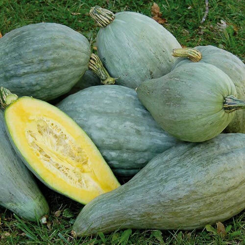Sibley Winter Squash Seeds - Organic Heirloom Cucurbita maxima - Vining Annual Vegetable, Full Sun, Non-GMO Seed Packet