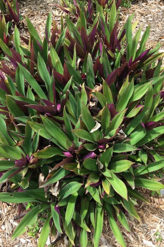 Oyster Plant Moses in the Cradle 3 Rooted Plants Florida Tradescantia spathacea + Free Plant