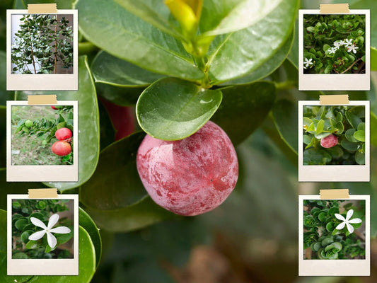 Natal Plum Seeds - 10 Pack, Edible Fruit Bush, Carissa grandiflora, Drought-Tolerant Shrub for Garden and Landscaping