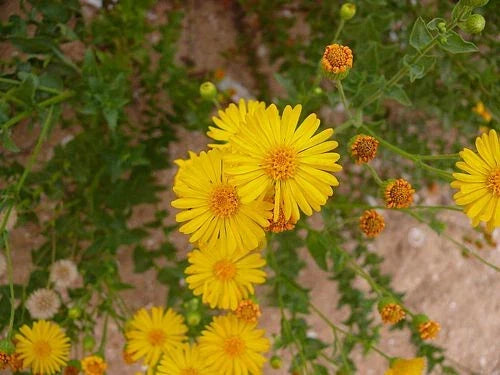 Native Wildflower Seeds - Camphorweed (Heterotheca subaxillaris) - 100+ Seeds, Pollinator-Friendly, Drought-Tolerant Annual Plant