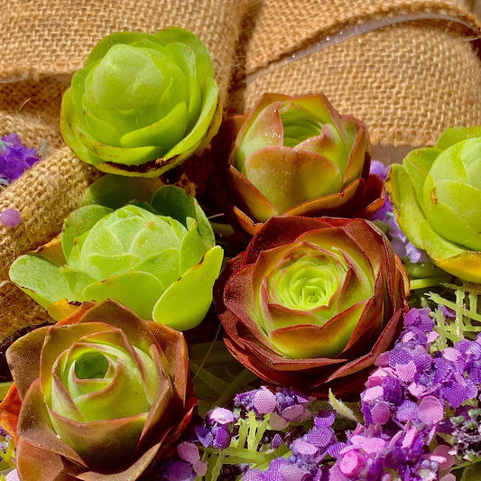 Mountain Rose Succulent Set - 6-Pack 1.5" Echeveria 'Perle von Nurnberg' Crassulaceae Indoor Outdoor Decor