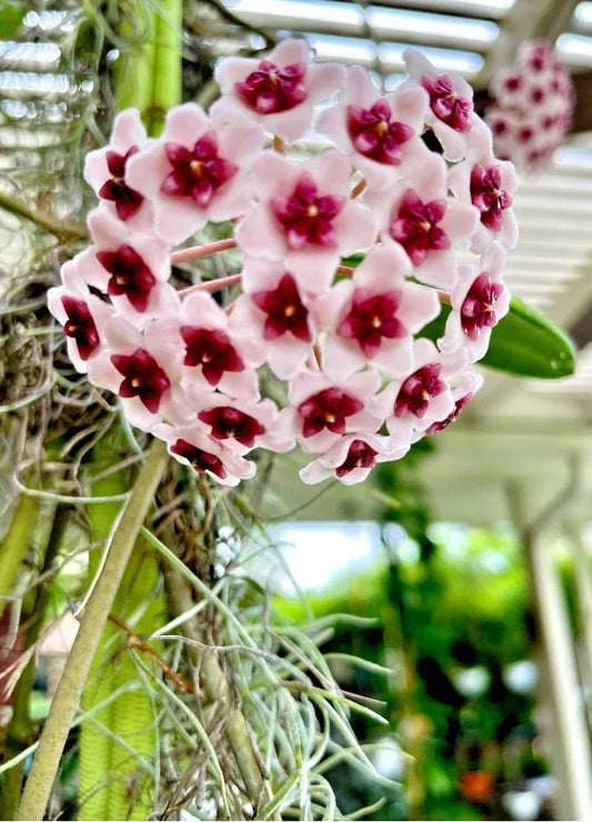 Hoya Plant 4-Inch Pot – Hoya Obovata Tropical Wax Plant Indoor Houseplant for Home Decor