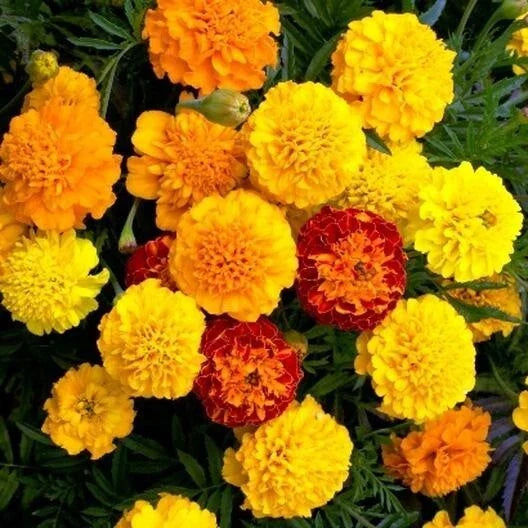 Marigold Seeds - 25 Heirloom French Dwarf Double Blooms - Annual Flower - Tagetes patula