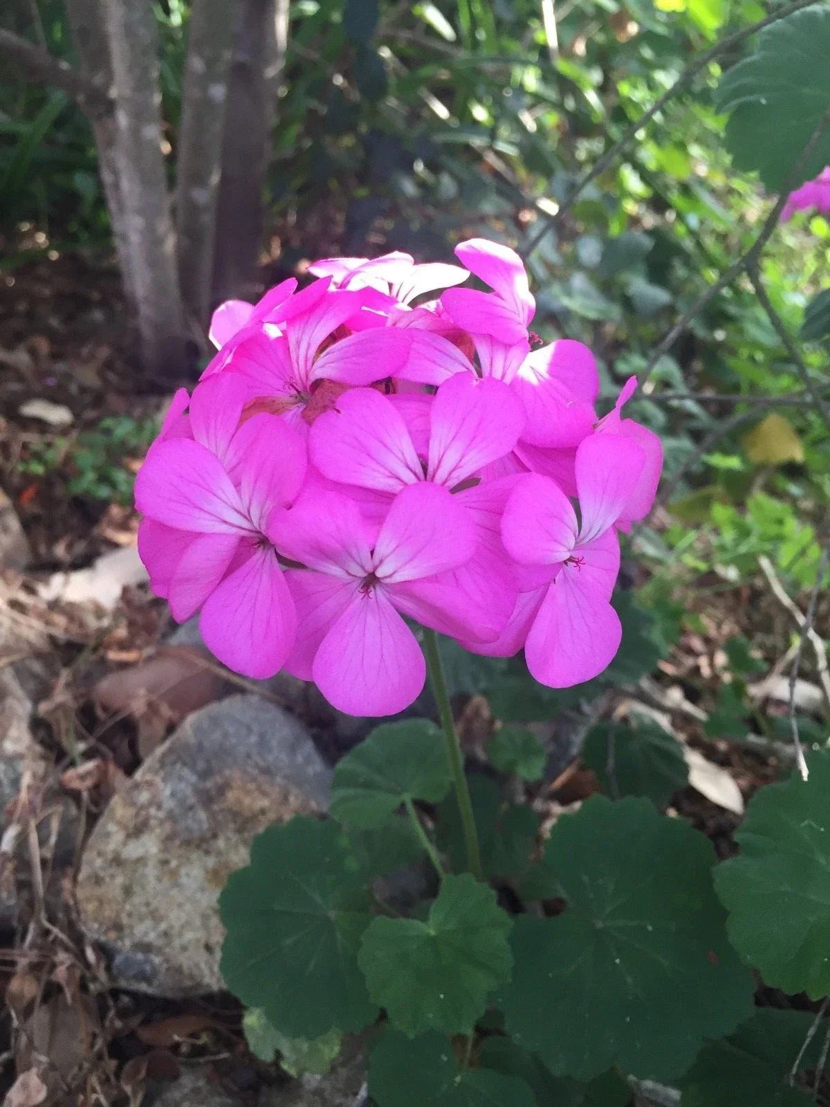 Purple Pink Pelargonium Zonal Geranium Starter Cuttings – Live Indoor Garden Plant, Bright Blooms, Fresh, Healthy, 12x6"