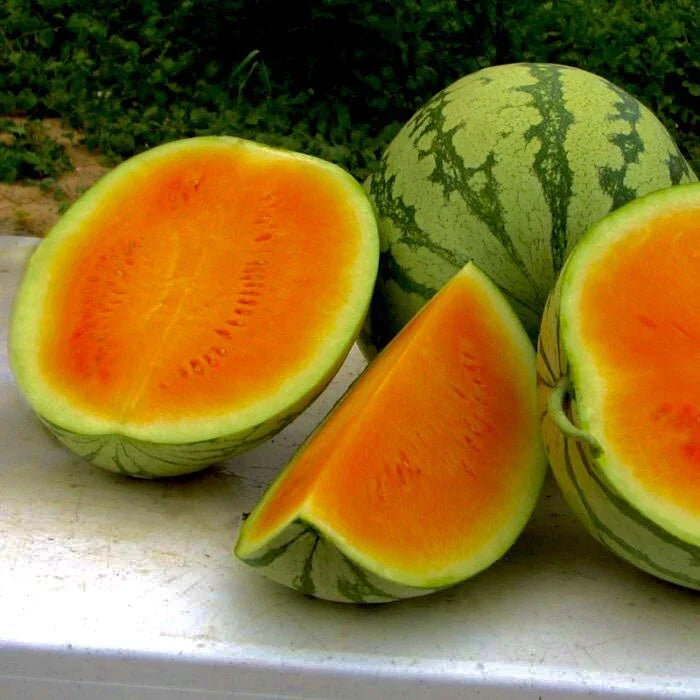 Sweet Orange Watermelon Seeds Pack of 25+ Citrullus lanatus Non-GMO Heirloom Fruit Seeds for Home Gardening