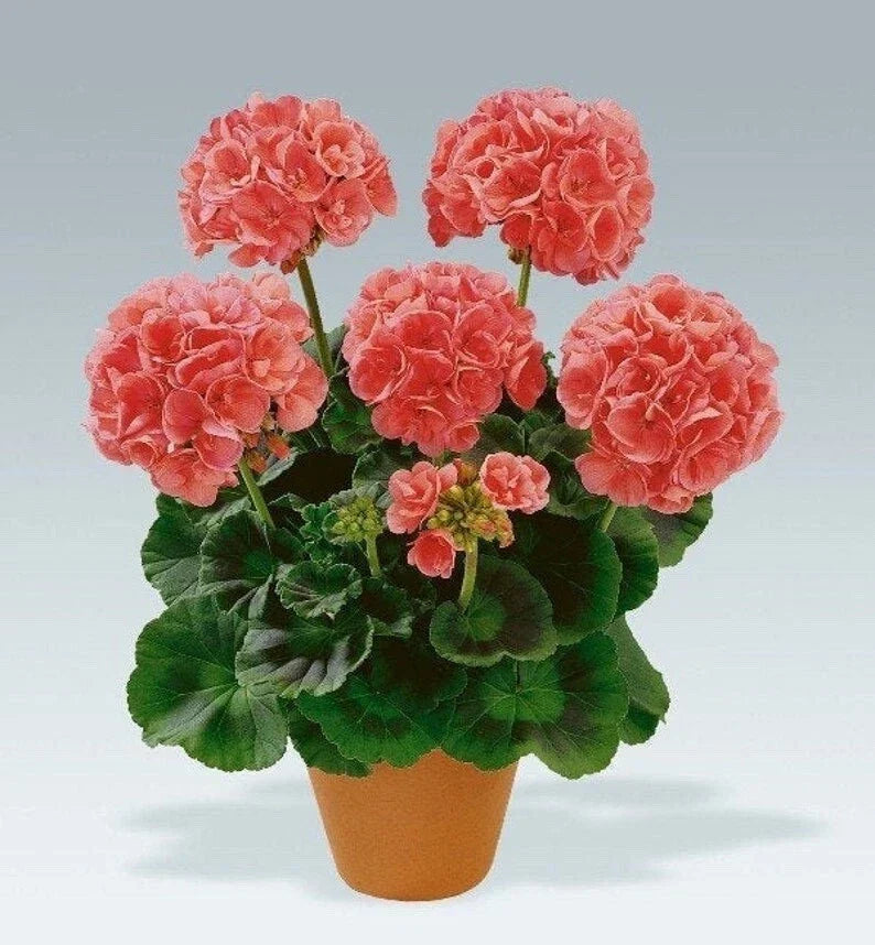Geranium Cuttings 5-Pack Salmon-Pink Upright Pelargonium for Rooting, Garden, Indoor, Outdoor, Flowering Plant