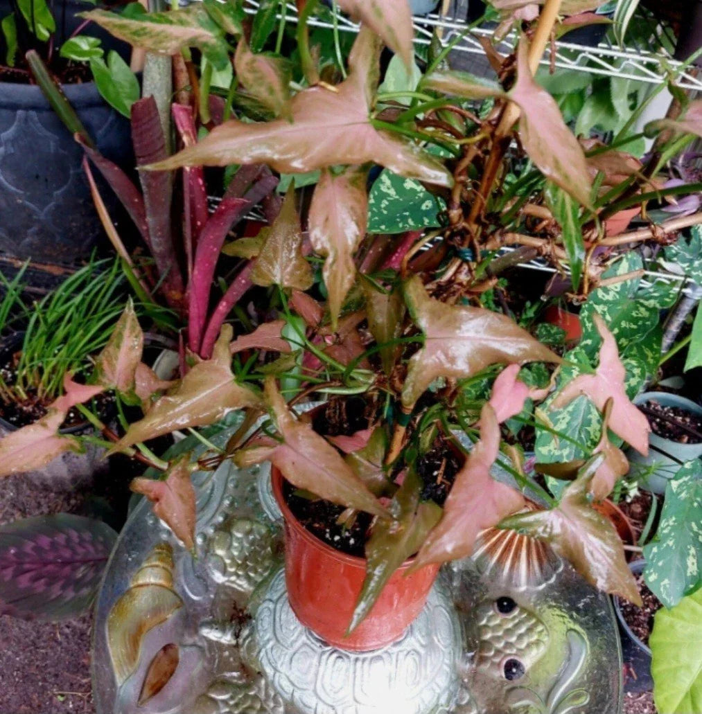 Pink Dwarf Syngonium Plant – Rare Indoor Houseplant, Compact Foliage, Syngonium podophyllum