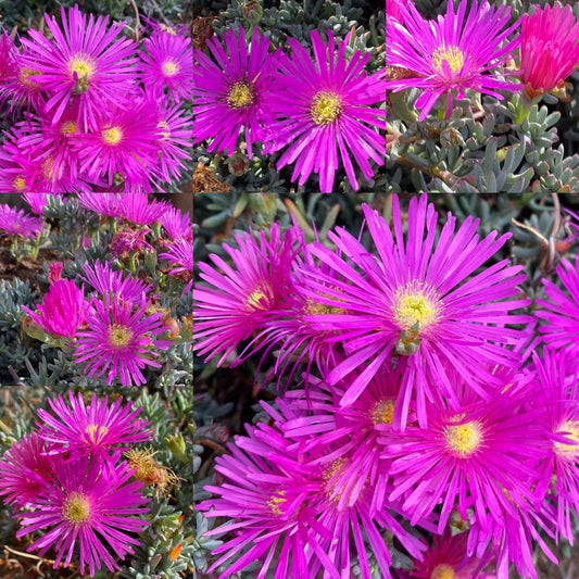 Magenta Ice Plant Cuttings - 15 Delosperma cooperi Purple Succulent Garden & Landscaping Ground Cover