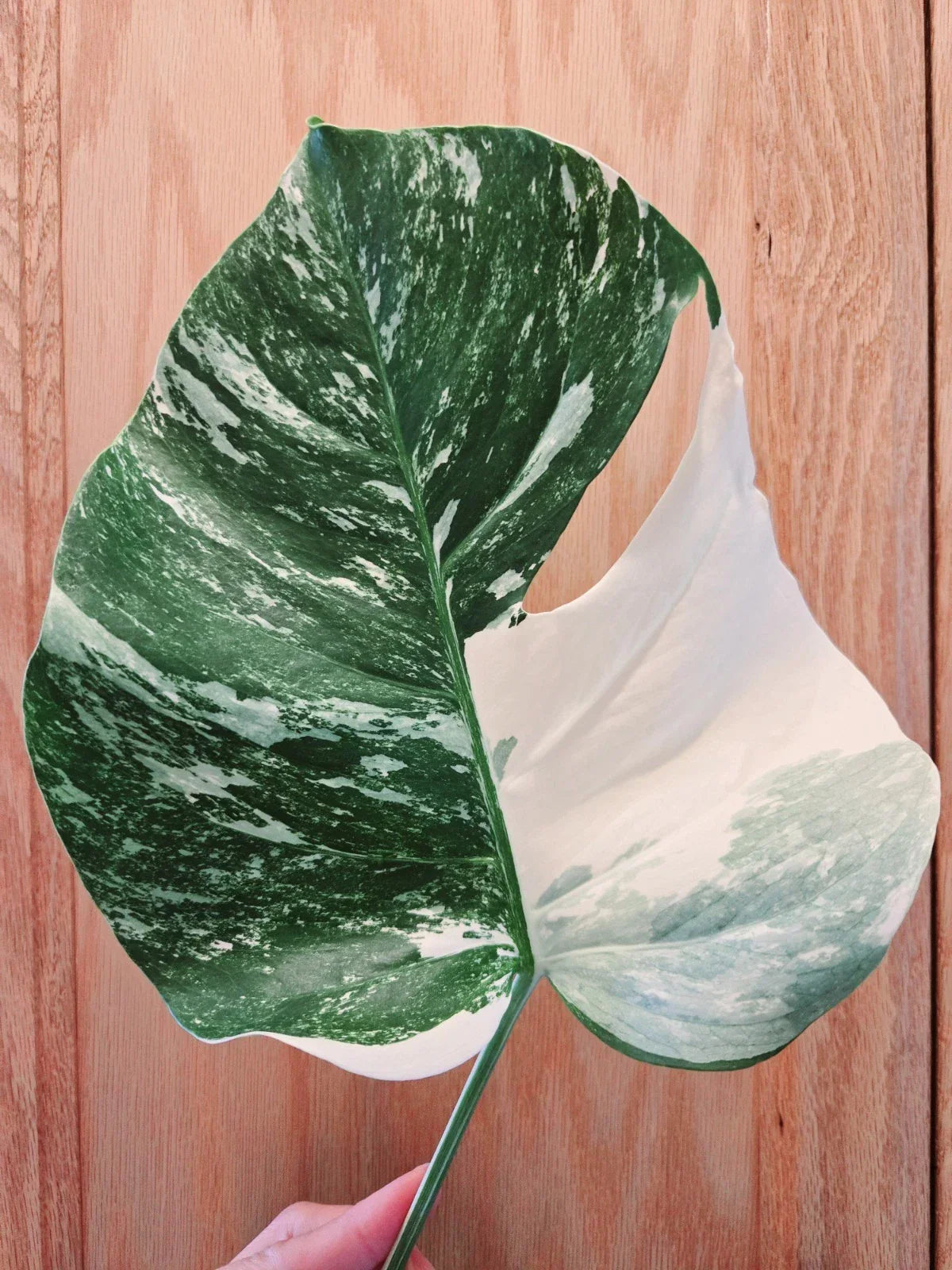 Monstera Albo Variegated Cutting – Rare Monstera deliciosa var. albo-variegata, Lightly Rooted, Indoor Plant, Unique Variegation