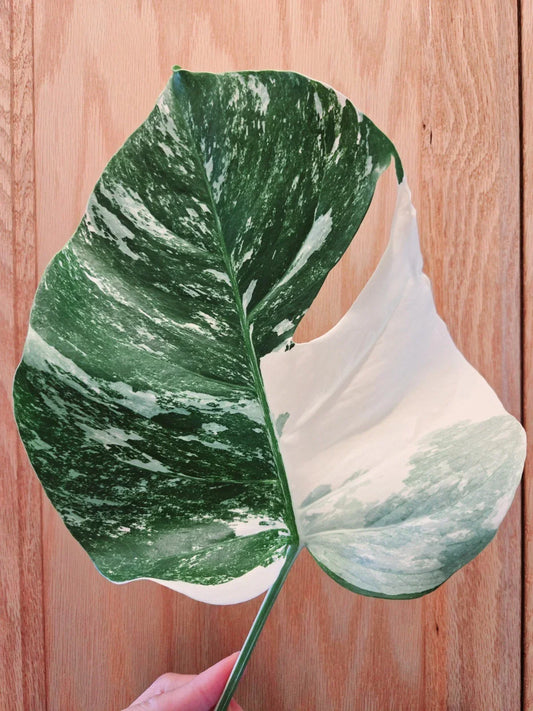 Monstera Albo Variegated Cutting – Rare Monstera deliciosa var. albo-variegata, Lightly Rooted, Indoor Plant, Unique Variegation