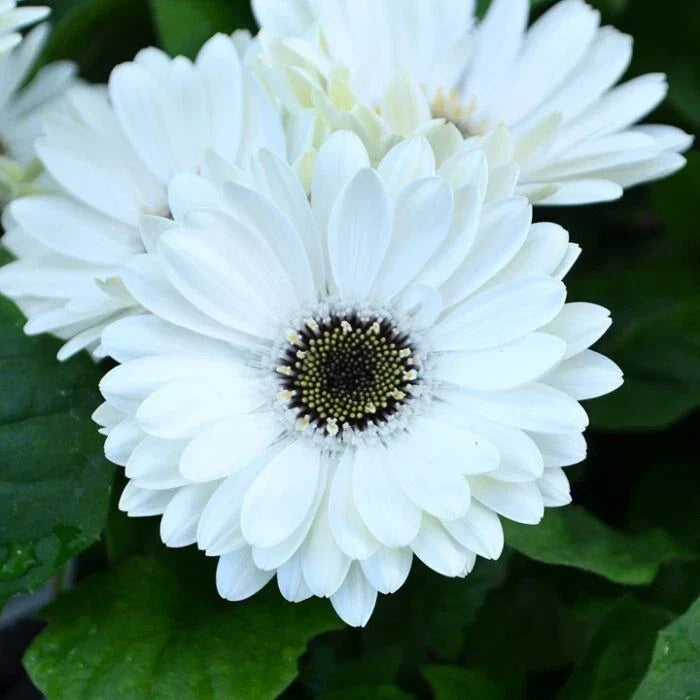 White Gerbera Daisy Seeds 200+ Pack Gerbera jamesonii Perennial Garden Flowers Non-GMO