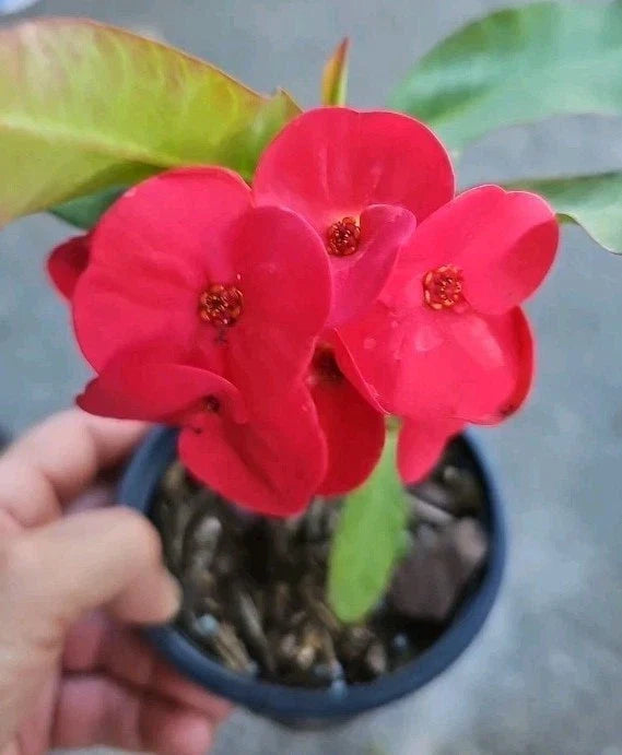 Thai Red Crown of Thorns Live Plant 7-inch Euphorbia milii Succulent Indoor Outdoor Drought-Tolerant