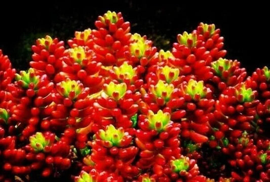 Mixed Succulent Seeds - Rare Lithops Living Stones Cactus - 50 Seeds for Indoor Gardening & Terrariums