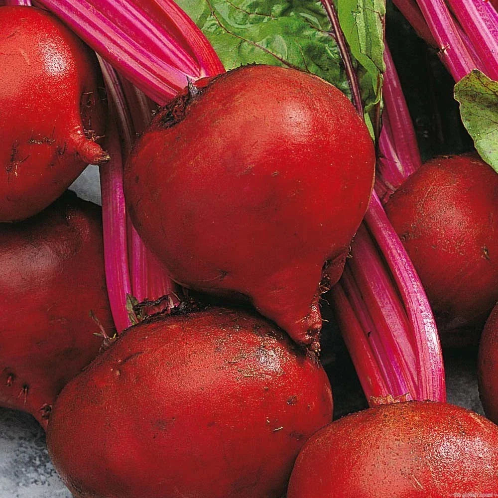 Red Ace Beet Seeds - Organic Beta vulgaris for Home Gardening, Fresh Non-GMO Beetroot Seeds, Pack of 200