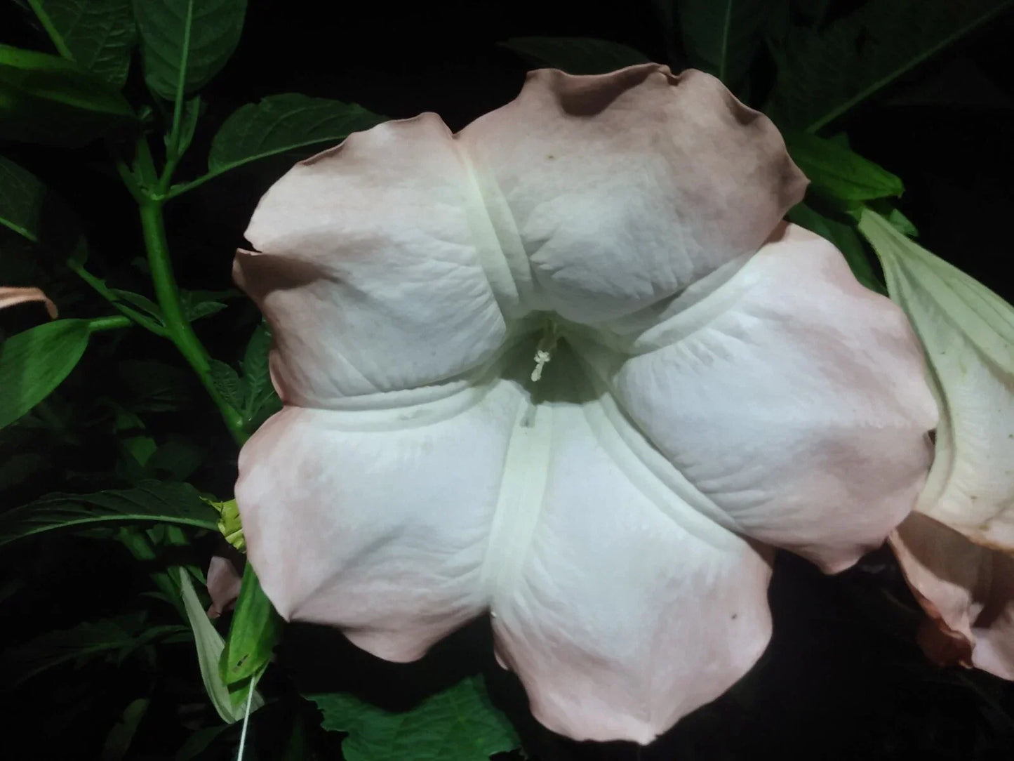 Brugmansia Cuttings – 10 Pink/Peach Angel Trumpet – Fragrant Large Flowers – Easy to Grow – Ornamental Garden Plant