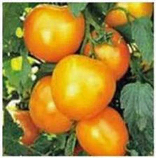Heirloom Tomato Seeds Garden Collection 4 Non-GMO Varieties for Home Gardening Solanum lycopersicum